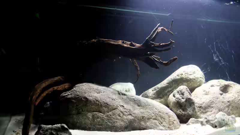 linker Abschnitt des Beckens  von Apistobi (2)