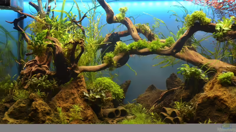 linker Aufbau 5. Woche von Gallius (7)