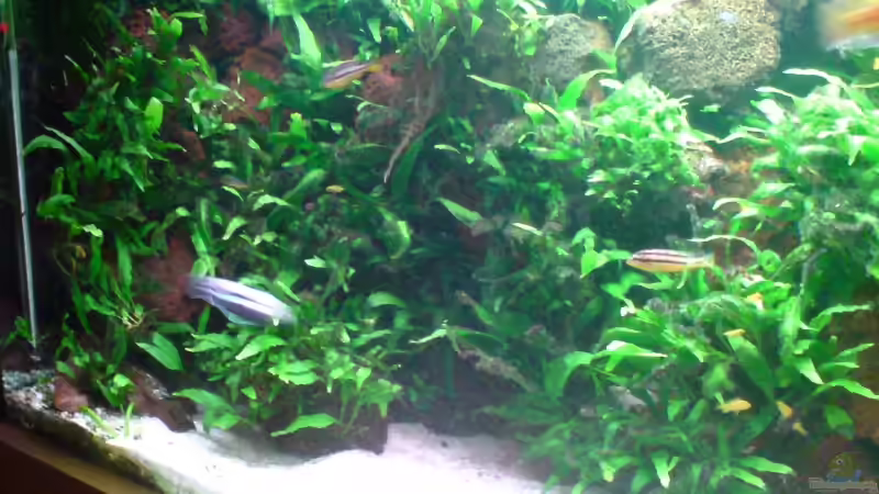 Linker Aufbau Jawarfarn von Dennis Feldhaus (3)