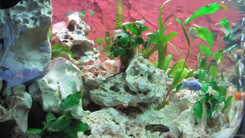 linker Ausschnitt von Andreas Novak (4)