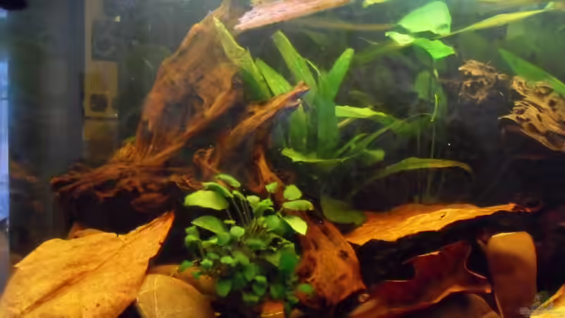 Linker Beckenabschnitt von Jabbery (2)