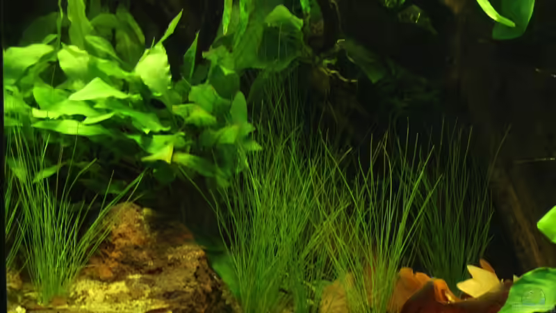 linker Beckenbereich von die Perle... (8)