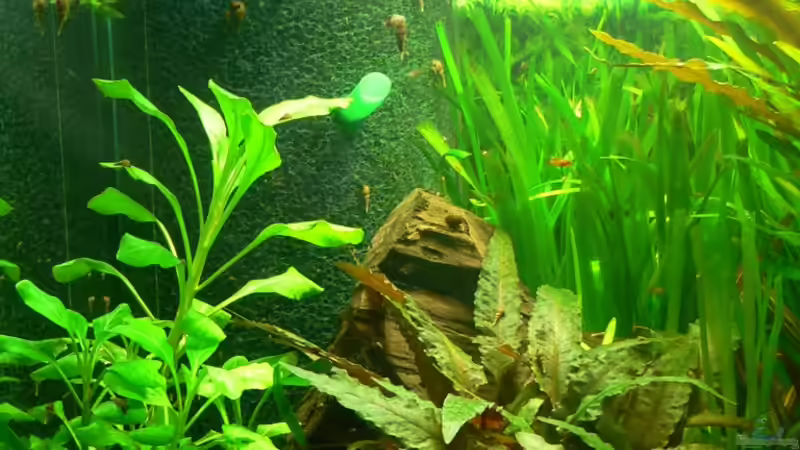 linker Beckenbereich von Lars T. (6)