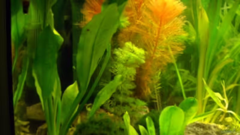 linker Beckenrand von Axel Bauer (2)