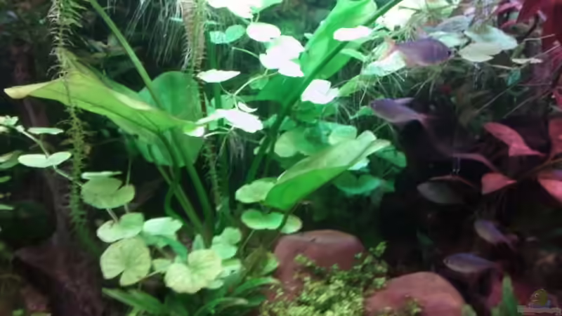 Linker Beckenteil, Moorkienwurzel von puschel78 (3)