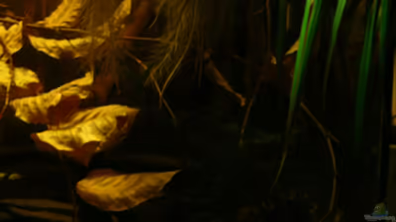 linker Beckenteil von Cichlid Power (2)