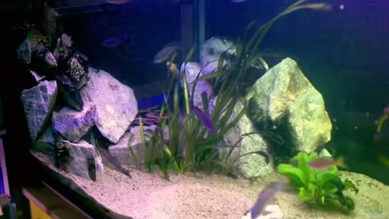 linker Beckenteil von Roger Mayer (3)