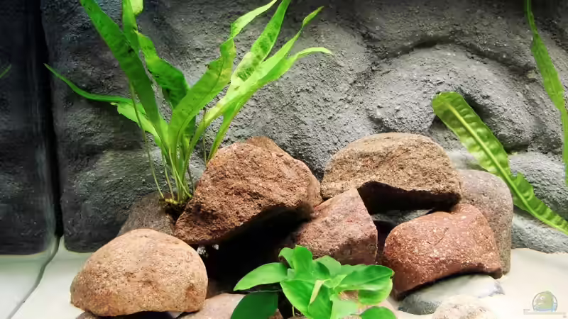 Linker Beckenteil von Tanganjika_160_Liter (4)