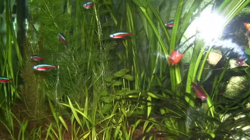 Linker Berech mit Sandecke für Welse von Sascha Houben (3)