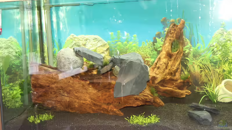 Linker Bereich des Aquariums mit Wurzel und zwei kleinen Gräsern im Vordergrund von Didi Don (3)