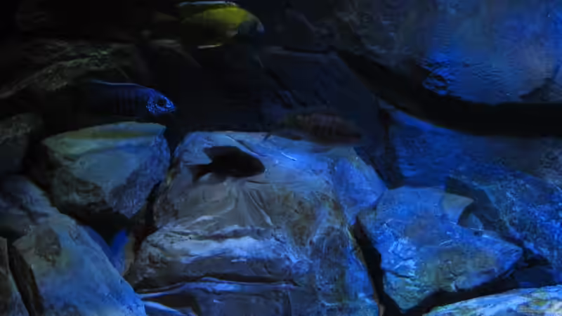 linker Bereich vom 06.02.2013 von Steffen G (28)