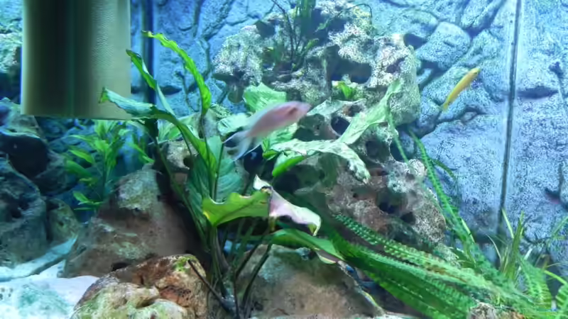 linker Bereich von Max1 (15)