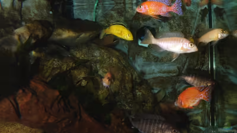 linker Blick ins Becken von Cruiser Bruno (2)