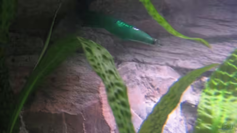 linker Filterauslauf - Eheim von Morrow (5)