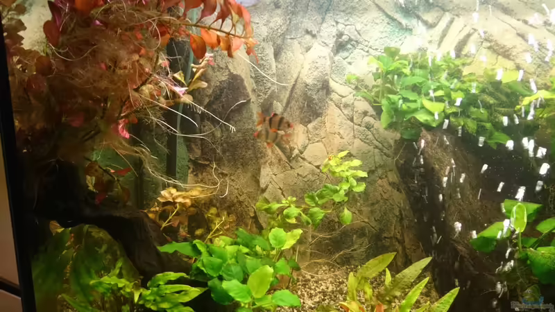 linker Rand von Frank S (2)