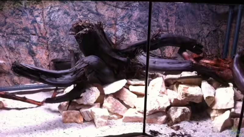 Linker Schenkel und ein Teil der Mitte von GGuardiaNN (59)