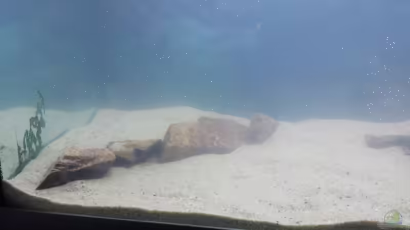 Linker Steinaufbau von schilli (39)