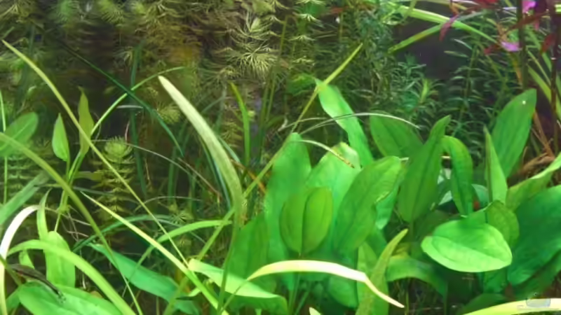 linker Teil des Aquariums von Georg (6)