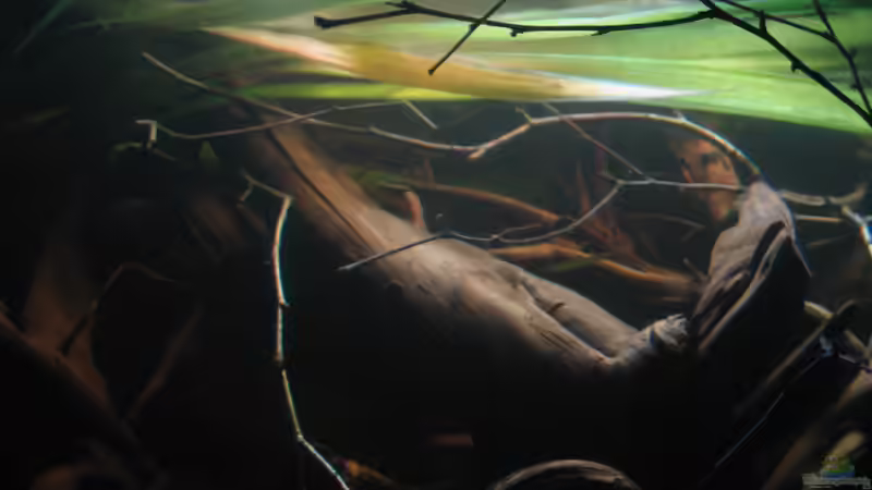 Linker Teil des Beckens, zu sehen auch die extrem langen Blätter der Vall. gig. von Alex S (14)