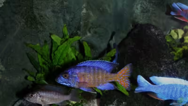 linker Teil mit künstlichem Filtermodul von Pütti (12)