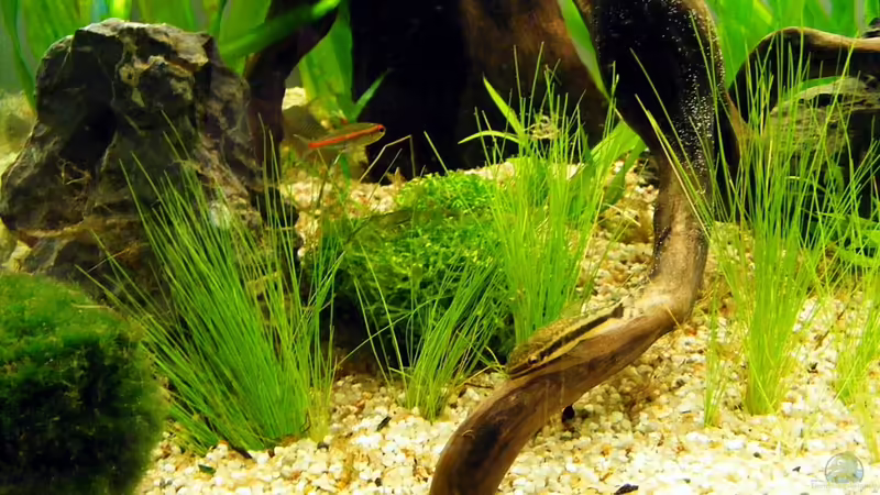 Linker Wurzelbereich von Falk (8)