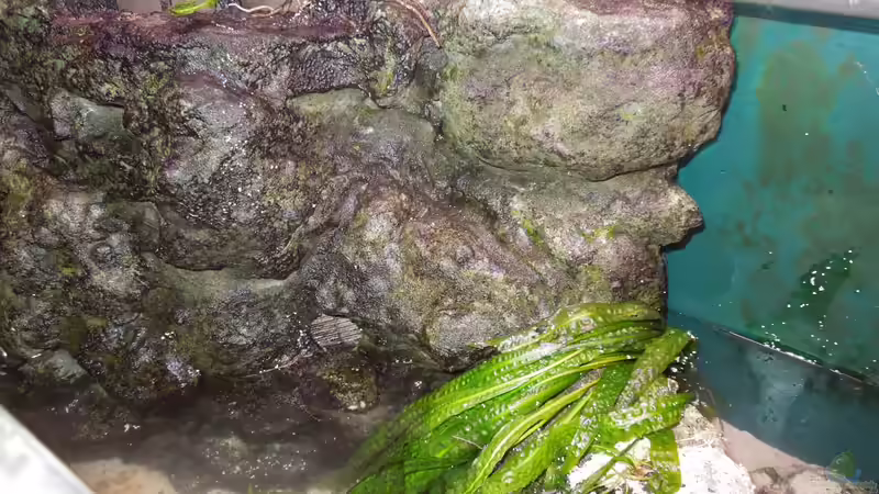 Linkes Modul hinter welchem der zweite HMF läuft von Volker Alms (30)