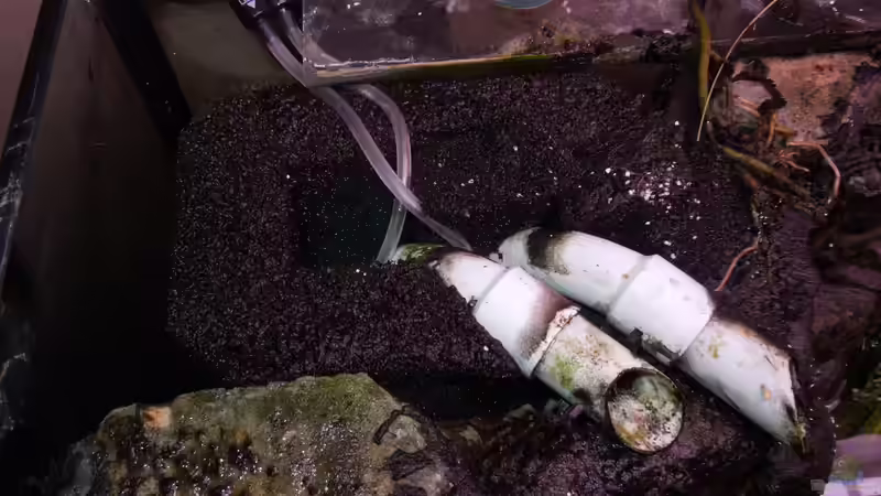 Linkes Modul mit HMF und rechts Wurzeln einer Fingelblattpflanze welche außerhalb von Volker Alms (32)