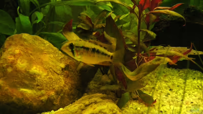 Linkes-Zwergbuntbarsch Männchen von Ronny Meyer (14)