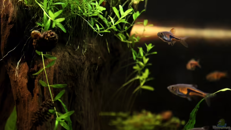 links: 2 Erlenzapfen von Annika (30)