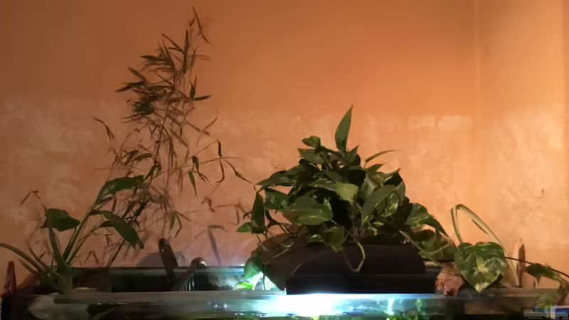 Links: Bambus, Sumpfpflanze, Aloe, auf der Abdeckung: Efeutute, hinten rechts Elefantengras von Reneè Thissen (2)