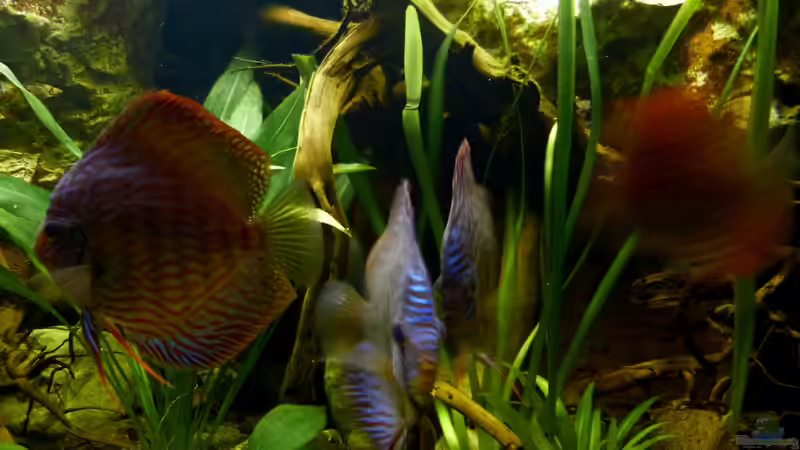 links, der Bock meines Pärchens 17.12.12 von ~Marco~ (29)