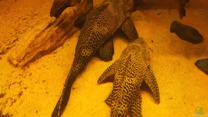 Wabenschilderwelse im Aquarium (Einrichtungsbeispiele für Glyptoperichthys gibbiceps)