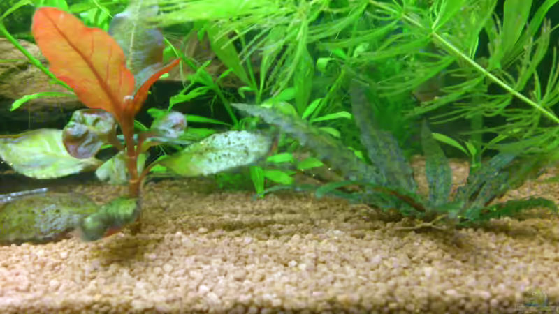 links: der Rest einer Alternanthera reneckii  rechts: Cryptocoryne wendtii Tropica von Stephan Groß (9)