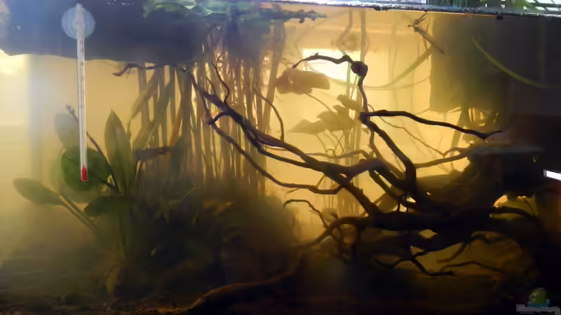 Links: Echinodorus ´Bär´ und Zwergspeerblatt. von miv (9)