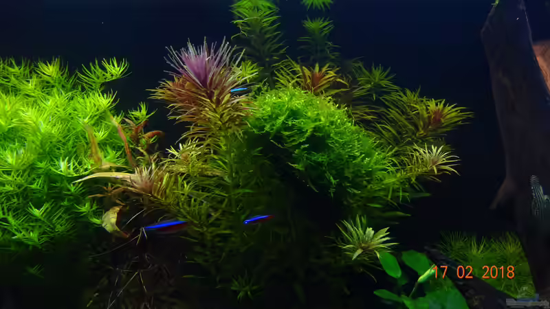 Links: Grüne Rotala, Mitte: Limnophila Aromatica u. Javamoos,  von Aqua-Josh (11)