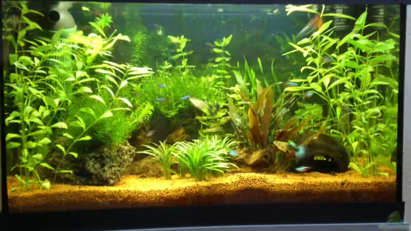 links: Lavastein mit aufgebundenem Javamoos, Mitte: Wurzel mit aufgebundenem Javamoos, von ChrisW (3)