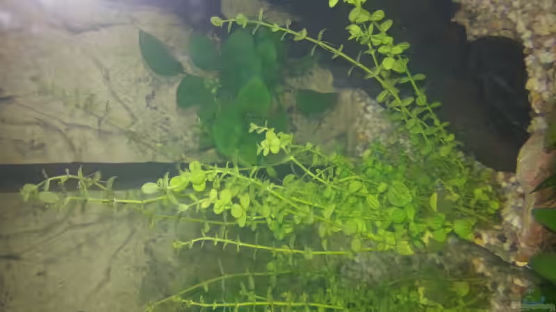 links: Lindernia rotundifolia (Rundblättriges Büchsenkraut) Rechts: Anubias sp. von Omega (2)