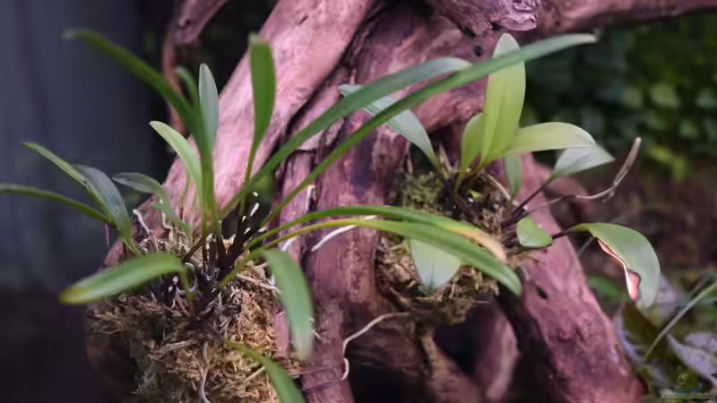 Links: Masdevallia lilacina, rechts: Masdevallia triangularis aufgebunden mit Sphagnum-Moos auf Moorkien-Wurzel von Junglist (36)