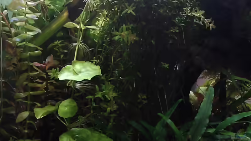 links, neu, ??bergang von El Hein (26)