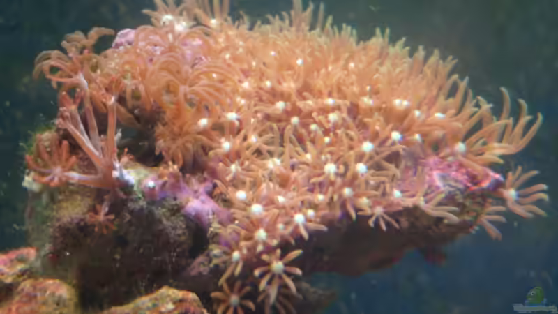 links, pumpende Xenia rechts unbekannte Röhrenkoralle von B1gT4nk (8)