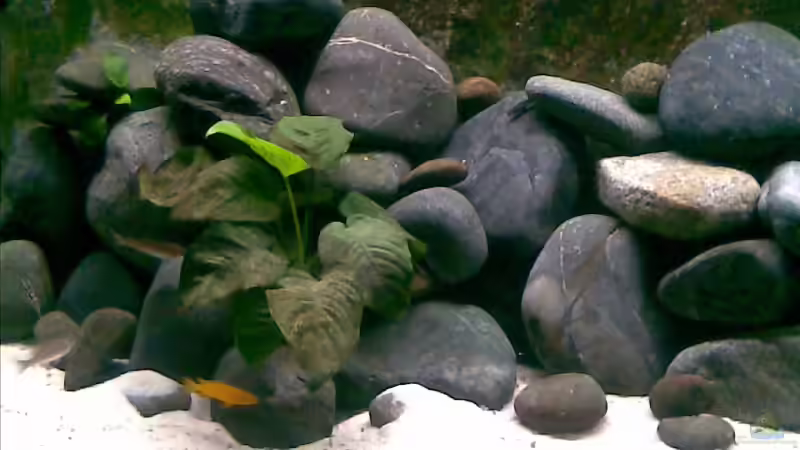 links 07.03.09 von Michael Geigel (9)