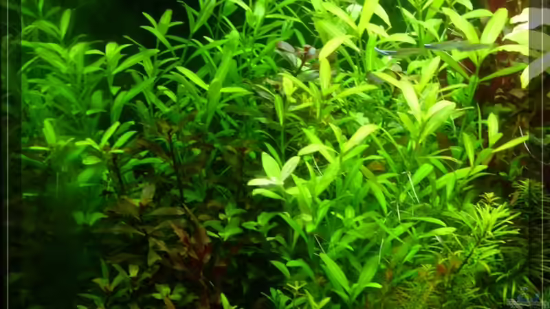 links 14/02/10 von Onkel (3)