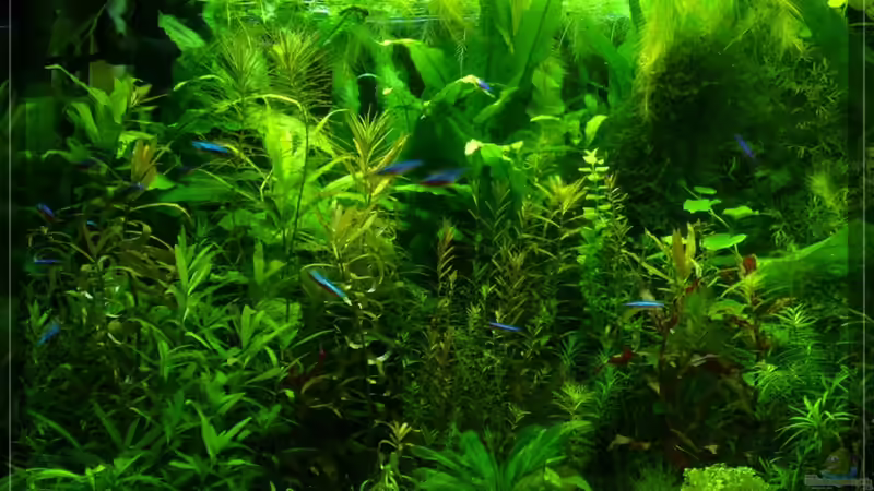 links 14/02/10 von Onkel (3)