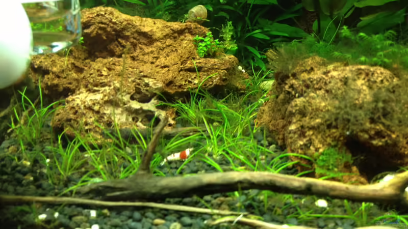 links 19.06.2013 von Walde (31)