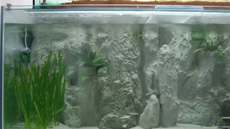 links 9/06 von Dominic Labella (2)