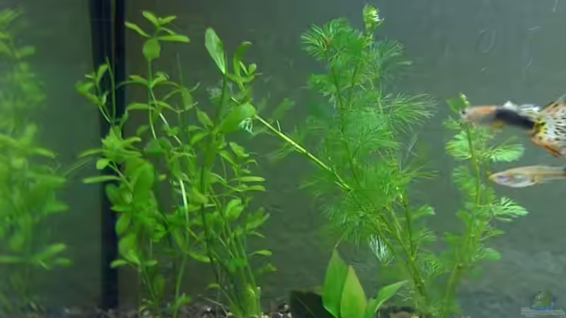 links Bacopa monnieri von Tan1th (4)