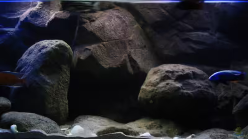 Links das Reich des Copadichromis Borleyi, rechte Seite das Reich des Siaenochromis von Florian Bandhauer (13)