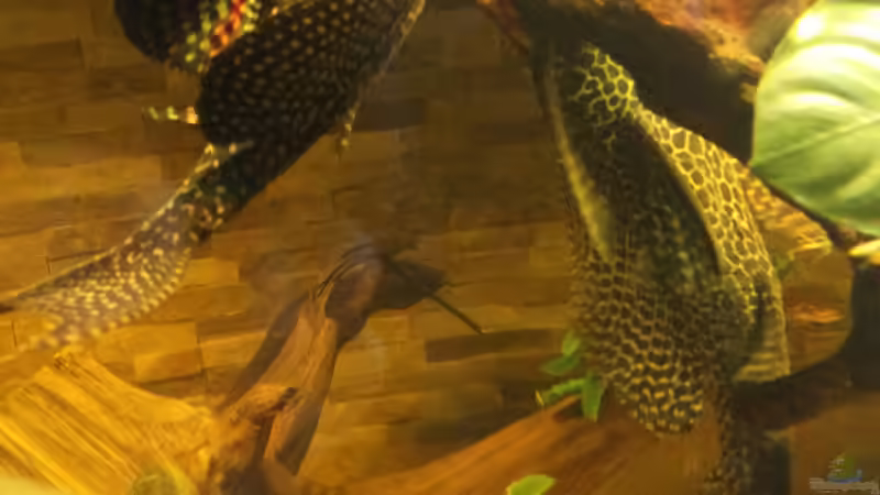 Wabenschilderwelse im Aquarium (Einrichtungsbeispiele für Glyptoperichthys gibbiceps)