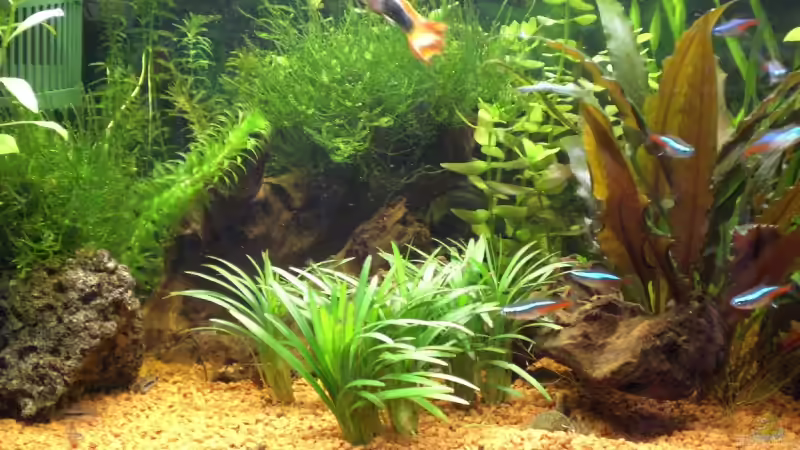 links der Mitte ´selbstgebundene´ Bambusstäbe mit Javamoos von ChrisW (4)