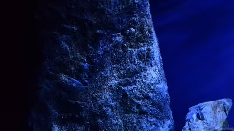 links der zweite selbstgebaute Felsen von AJ (6)